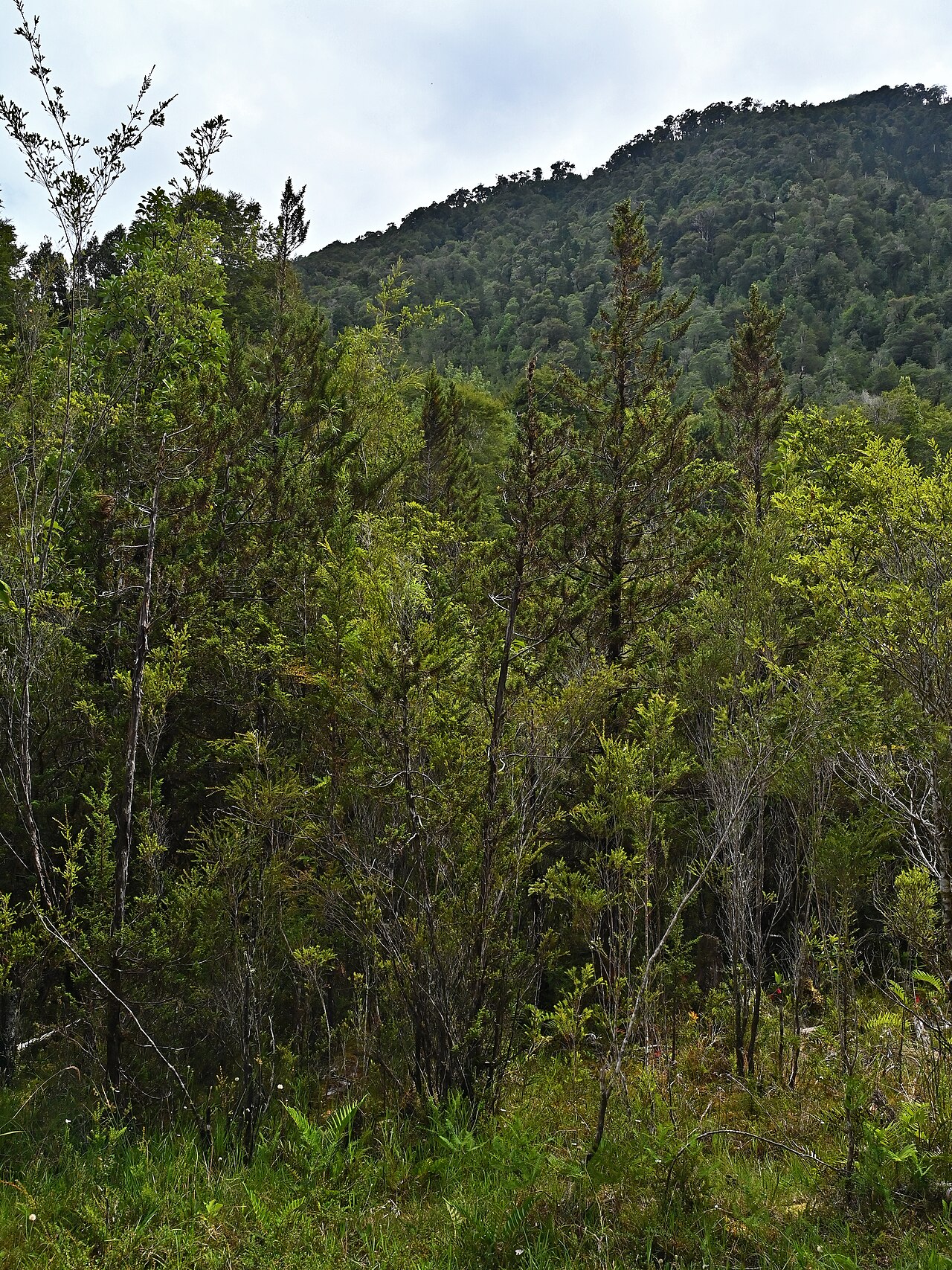 Guaitecas cypress: Pilgerodendron uviferum at Trail to Sendero Laguna in Alerce Andino NP, Los Lagos, Chile