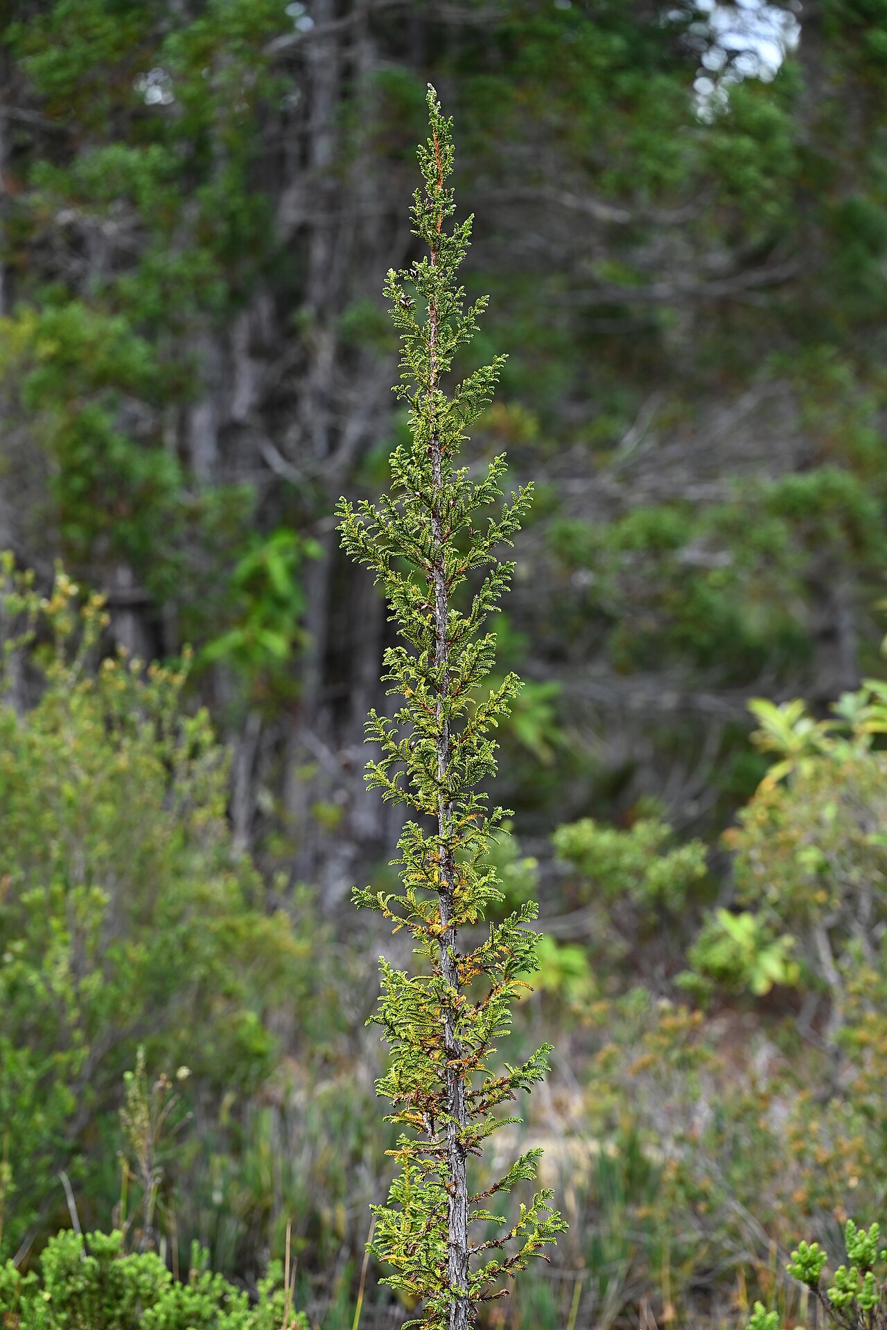 Guaitecas cypress: Pilgerodendron uviferum near entrance to Alerce Costero PN at T-80, Los Rios, Chile