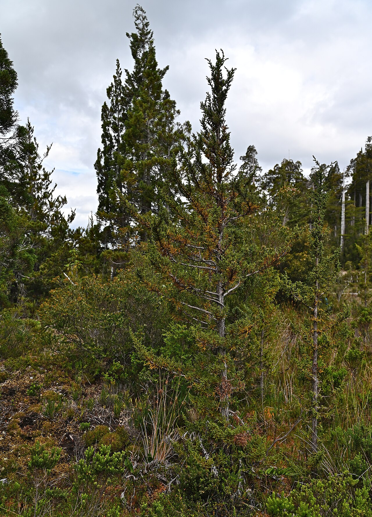 Guaitecas cypress: Pilgerodendron uviferum near entrance to Alerce Costero PN at T-80, Los Rios, Chile