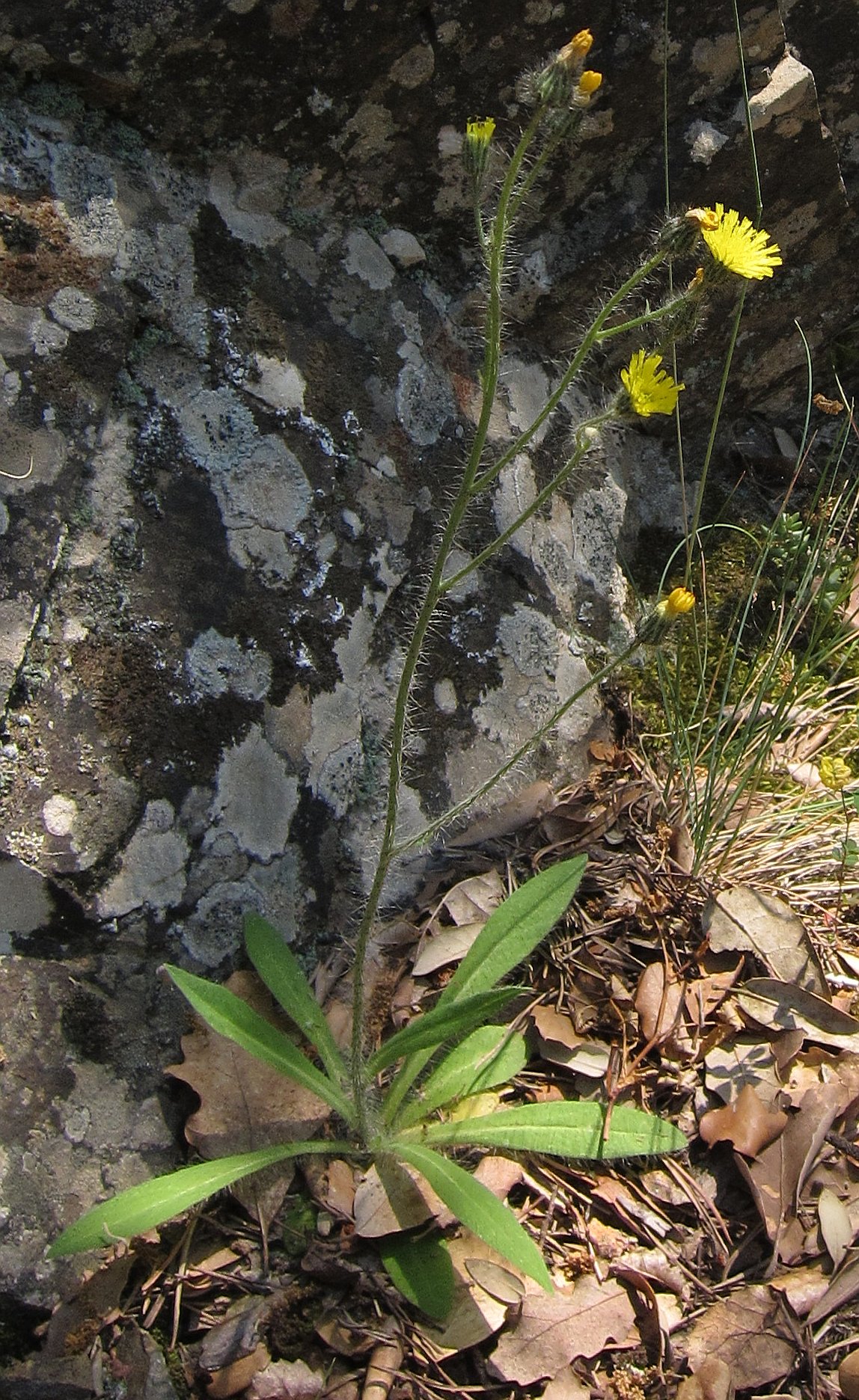 Pilosella anchusoides: Hieracium anchusoides Arv.-Touv, exemple del subgènere pilosella amb tija foliosa i diversos capítols.