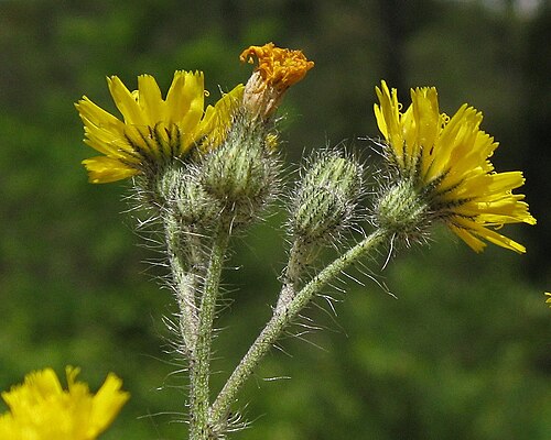 Pilosella anchusoides: Capítols de hieracium anchusoides