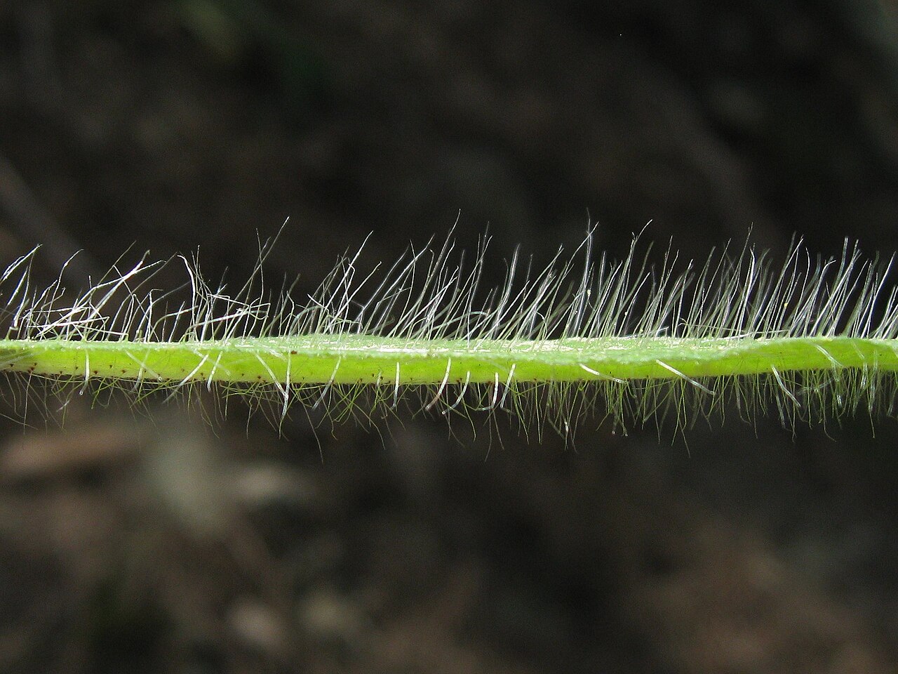 Pilosella anchusoides: Fulla de hieracium anchusoides, vista lateral