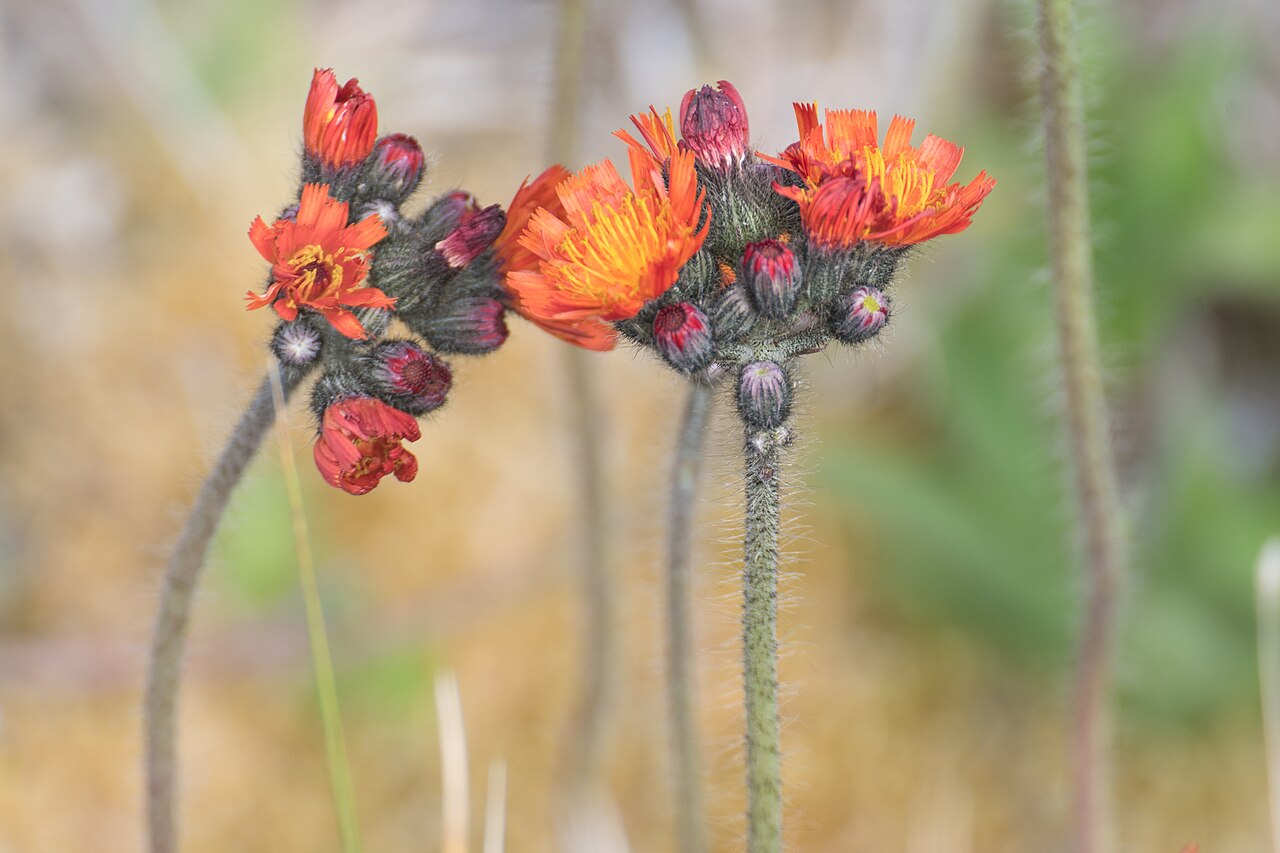 Orange hawkweed: pilosella aurantiaca on Amsterdam Island , TAAF , France.