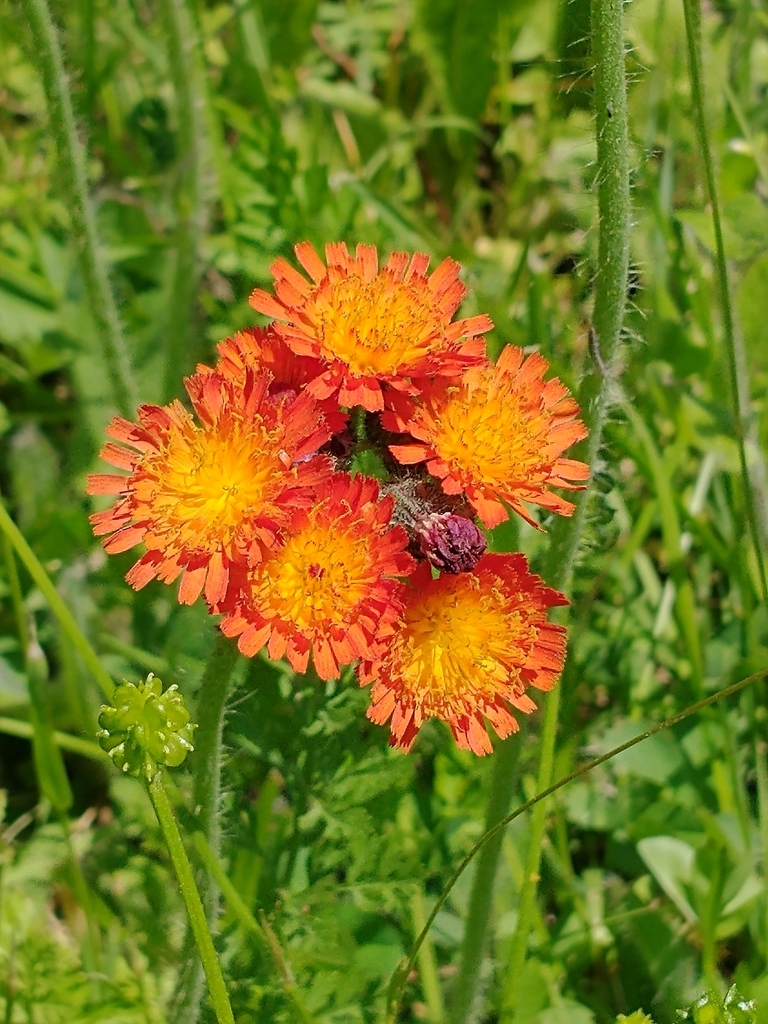 Orange hawkweed (Pilosella aurantiaca)