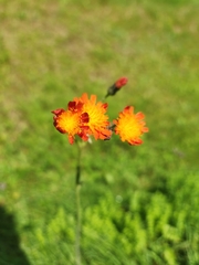 Orange hawkweed (Pilosella aurantiaca)