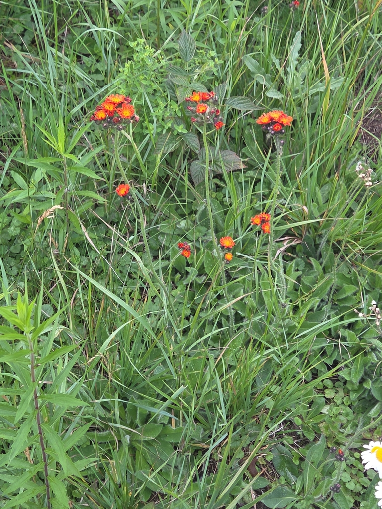 Orange hawkweed (Pilosella aurantiaca)