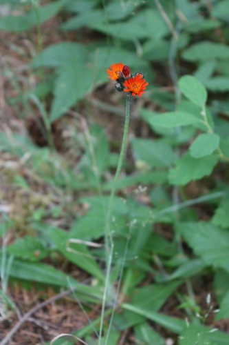 Orange hawkweed (Pilosella aurantiaca)