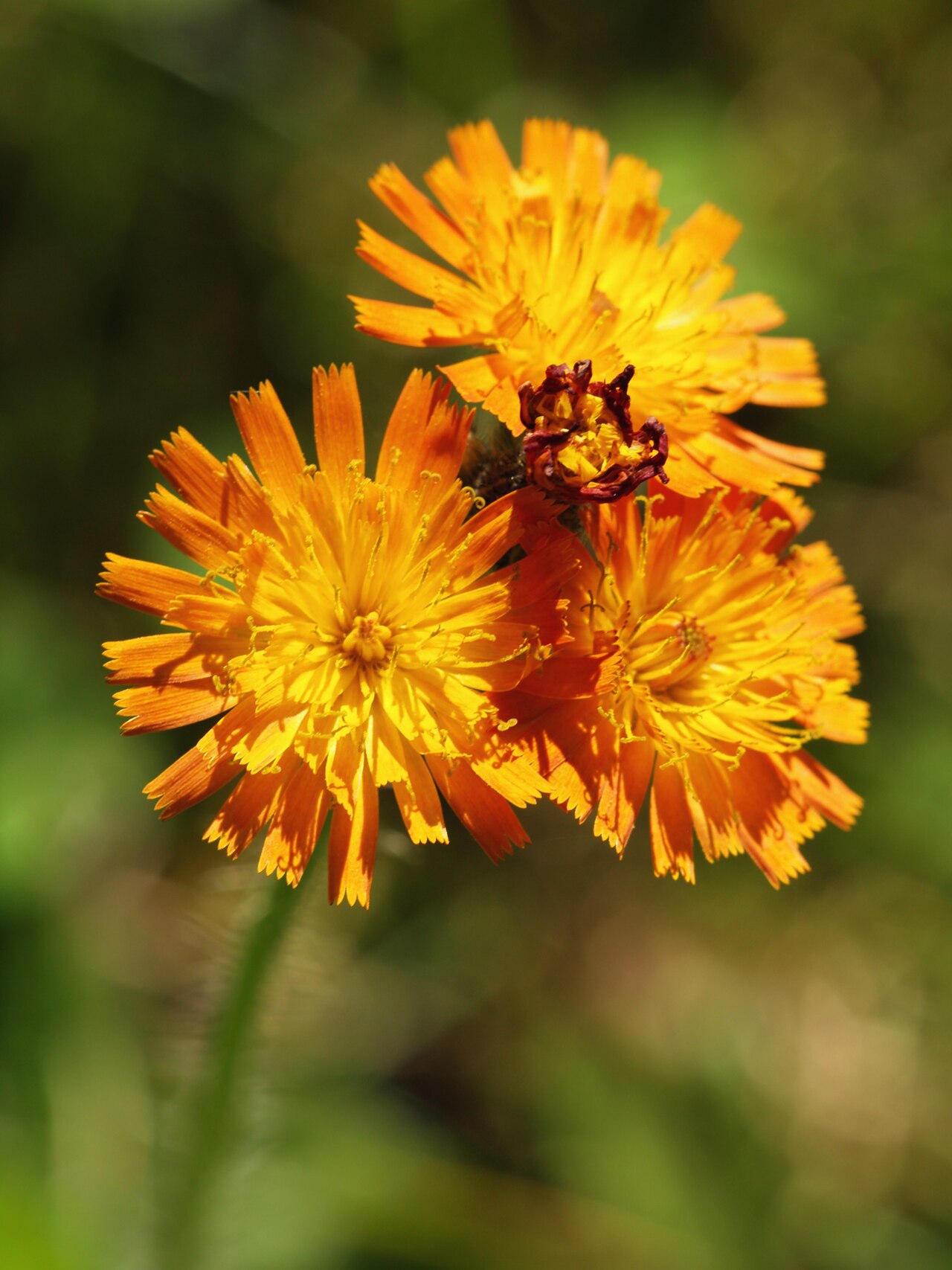 Orange hawkweed: Orange Hawkweed ( Hieracium aurantiacum ), Chemnitz, Germany