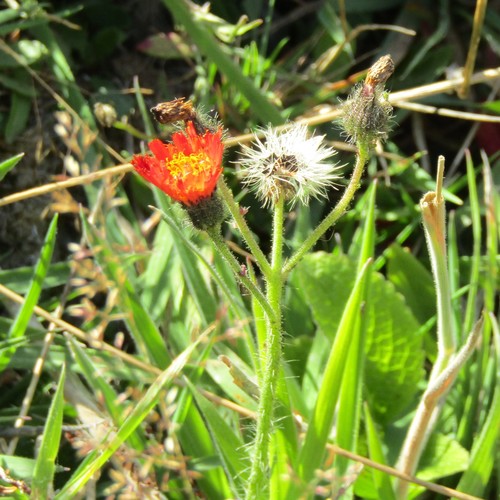 Orange hawkweed (Pilosella aurantiaca)