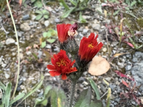 Orange hawkweed (Pilosella aurantiaca)