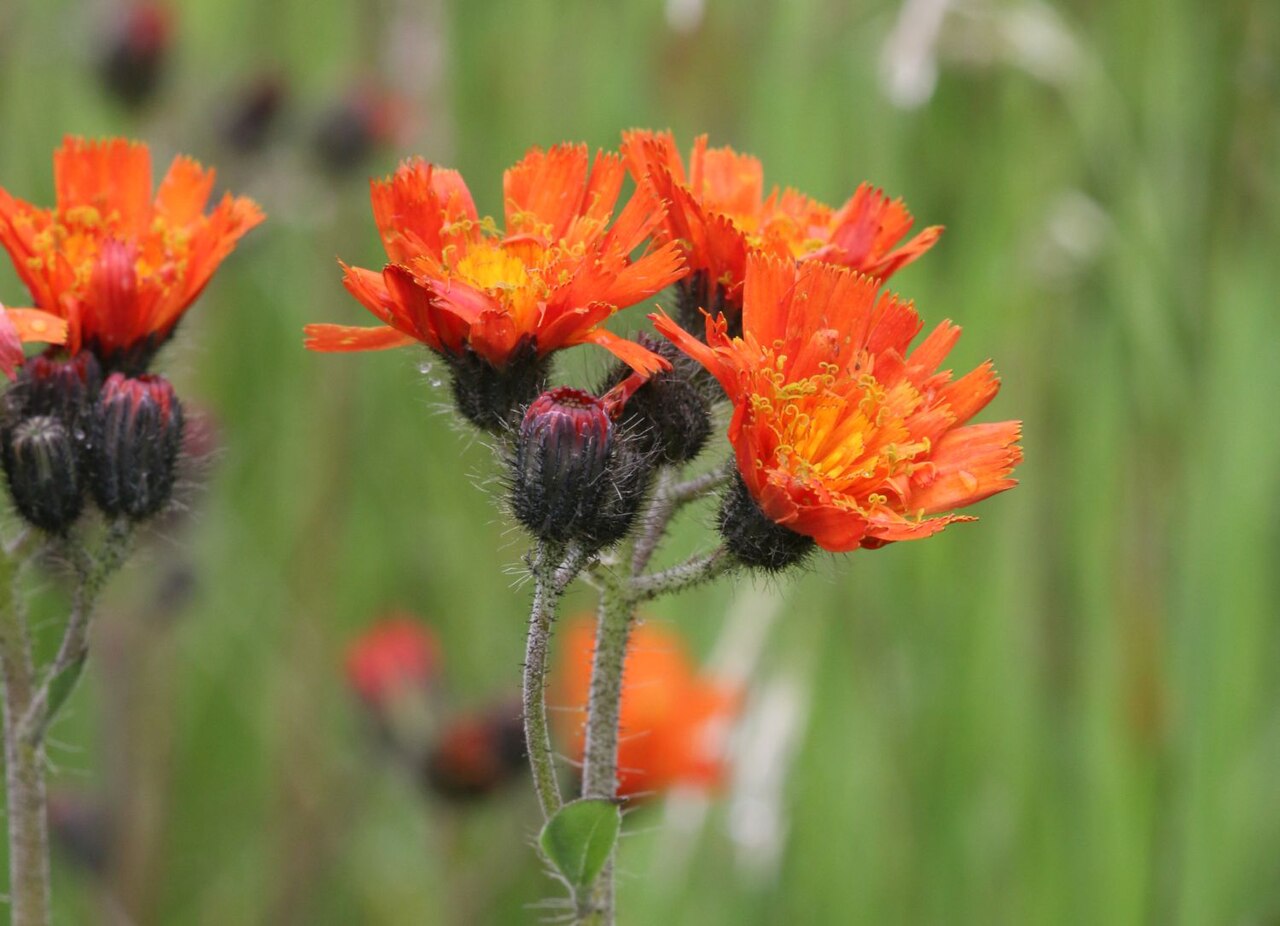 Pilosella blyttiana: Detail of inflorescence of Pilosella blyttiana, Krkonoše Mountains, Czech Republic