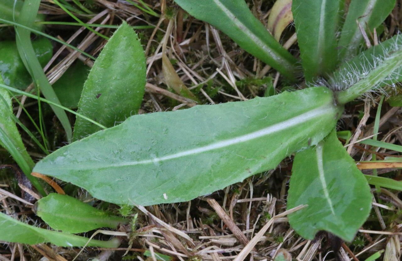 Pilosella blyttiana: Detail of lower leaf of Pilosella blyttiana, Krkonoše Mountains, Czech Republic
