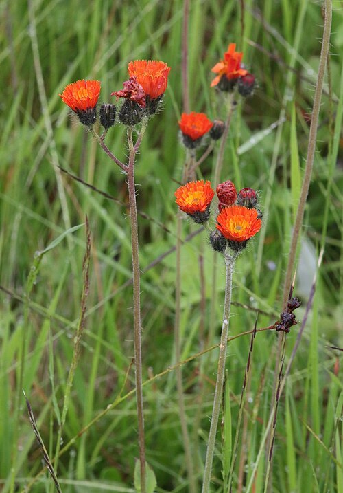 Pilosella blyttiana: Flowering Pilosella blyttiana, Krkonoše Mountains, Czech Republic