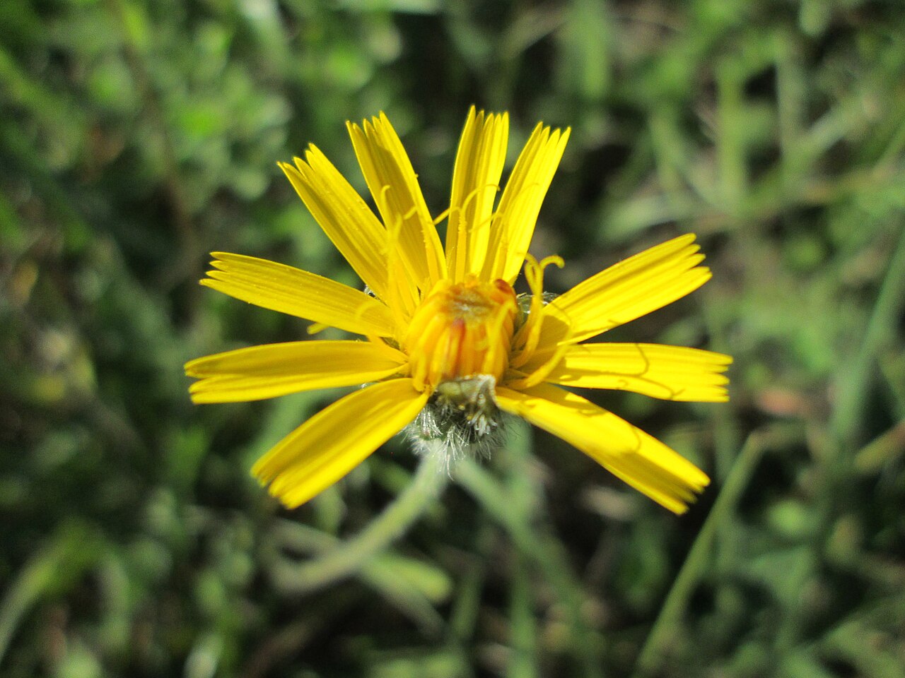 Meadow hawkweed: Wiesen-Habichtskraut ( Pilosella caespitosa ) im Naturschutzgebiet Birzberg