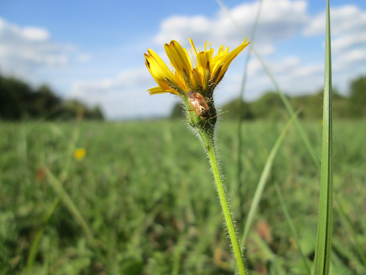 Meadow hawkweed: Wiesen-Habichtskraut ( Pilosella caespitosa ) im Naturschutzgebiet Birzberg