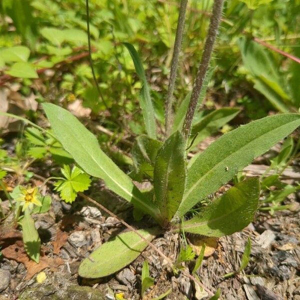 Meadow hawkweed (Pilosella caespitosa)