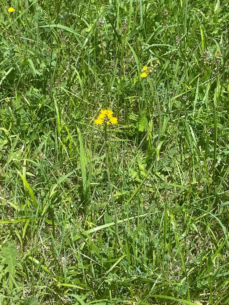 Meadow hawkweed (Pilosella caespitosa)