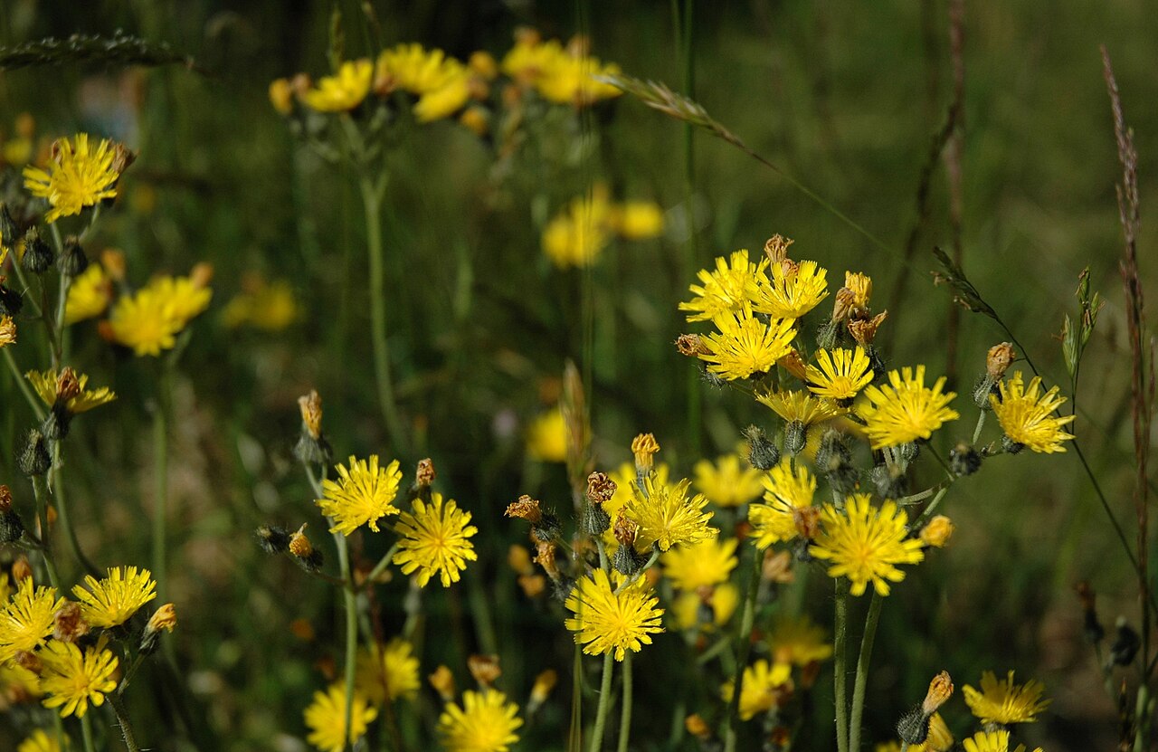 Meadow hawkweed: At the SCA event. Eastman, Quebec. Yellow Hawkweed