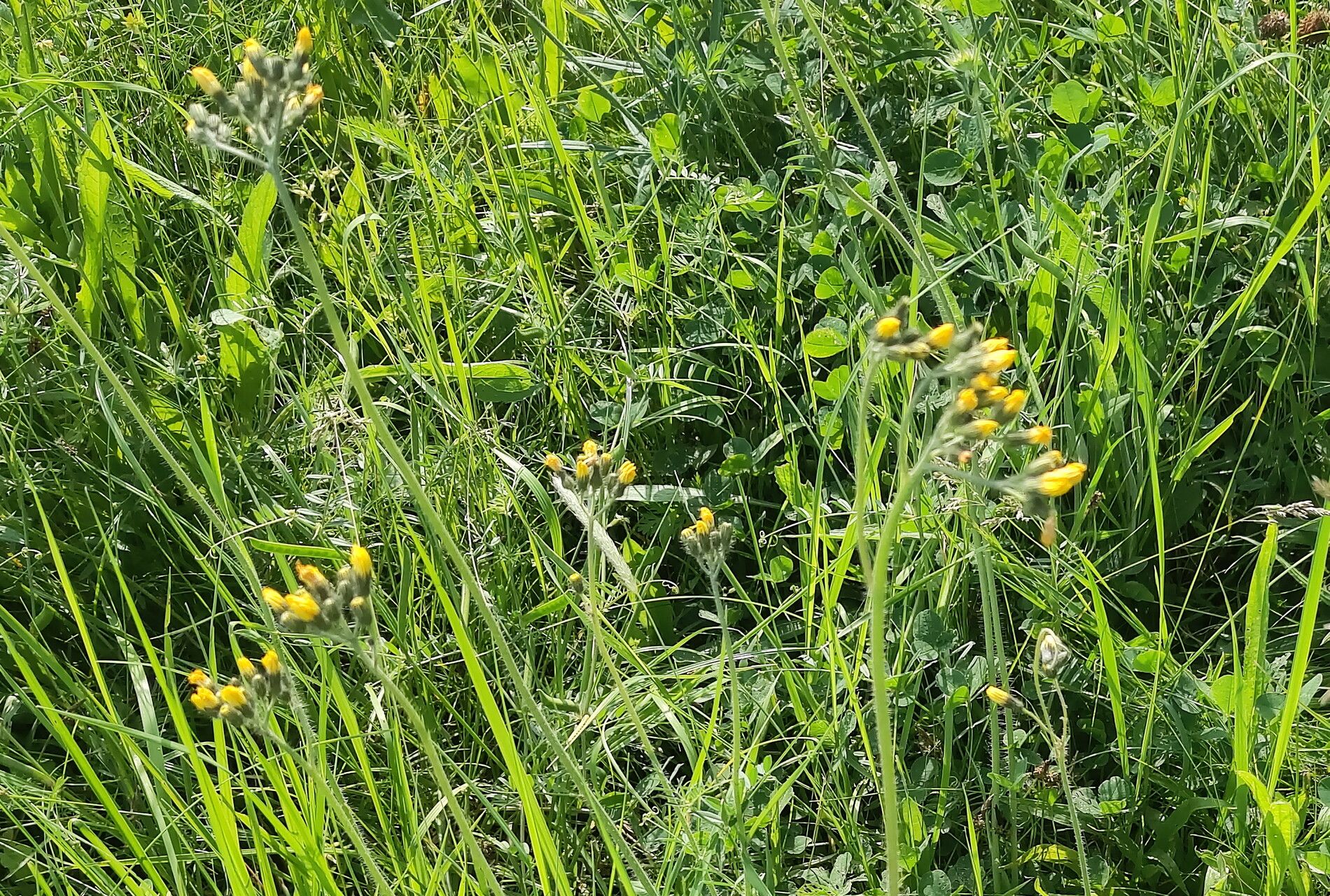 Meadow hawkweed (Pilosella caespitosa)