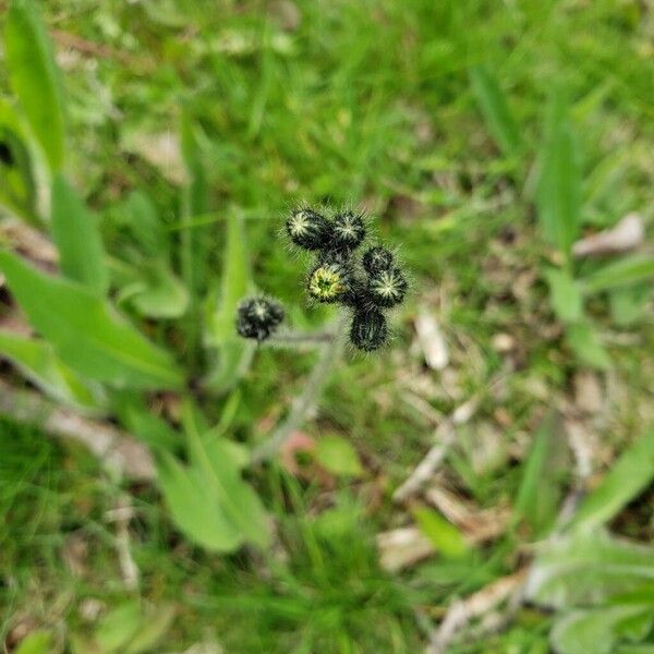 Meadow hawkweed (Pilosella caespitosa)