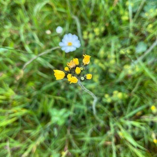 Meadow hawkweed (Pilosella caespitosa)