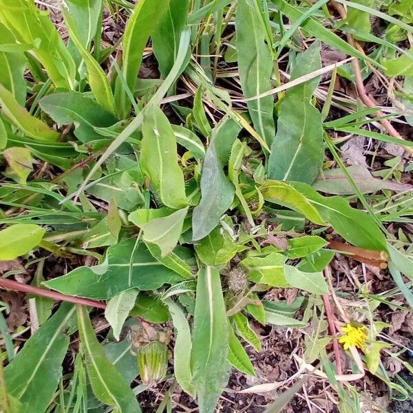 Meadow hawkweed (Pilosella caespitosa)