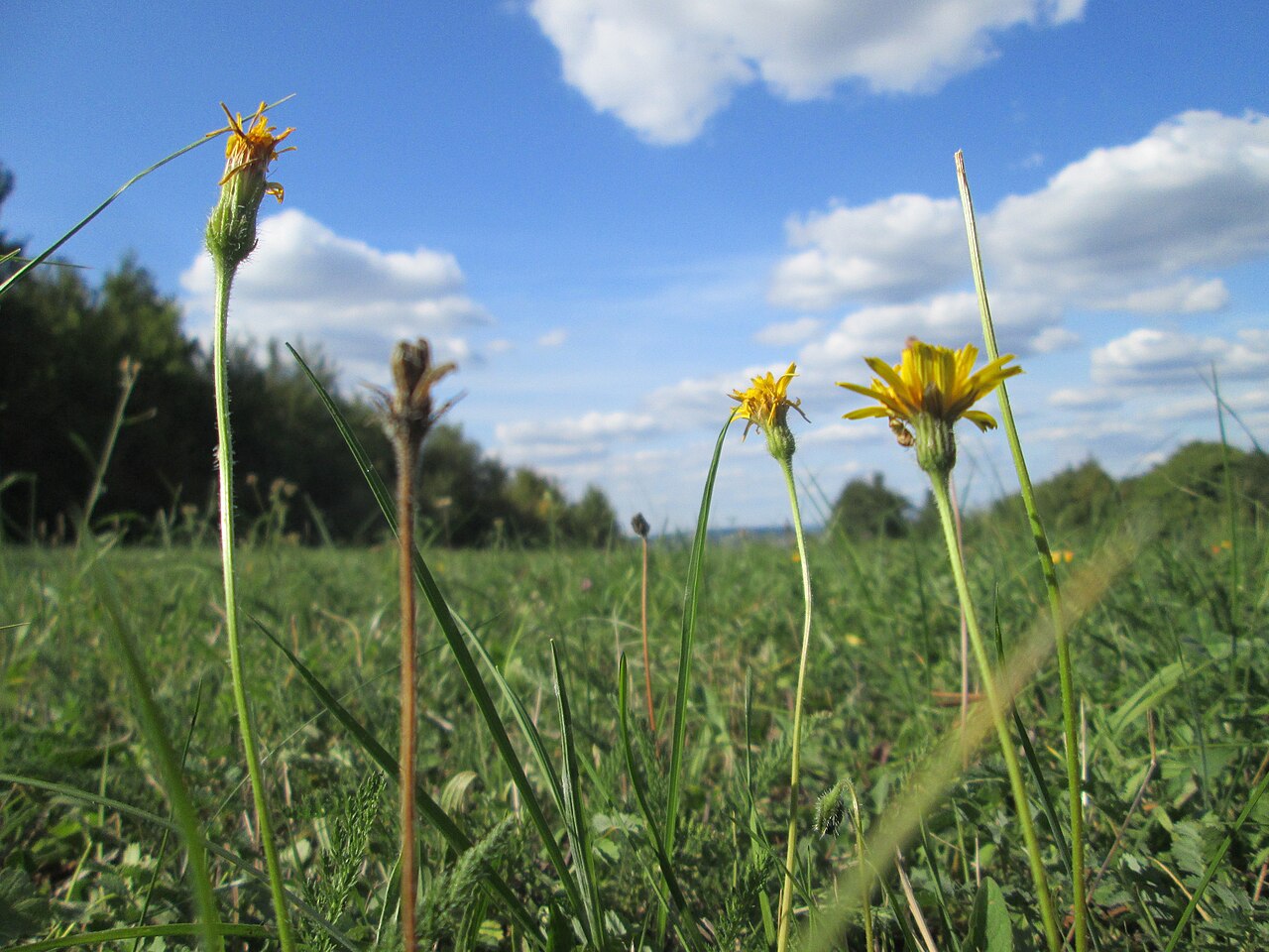 Meadow hawkweed: Wiesen-Habichtskraut ( Pilosella caespitosa ) im Naturschutzgebiet Birzberg
