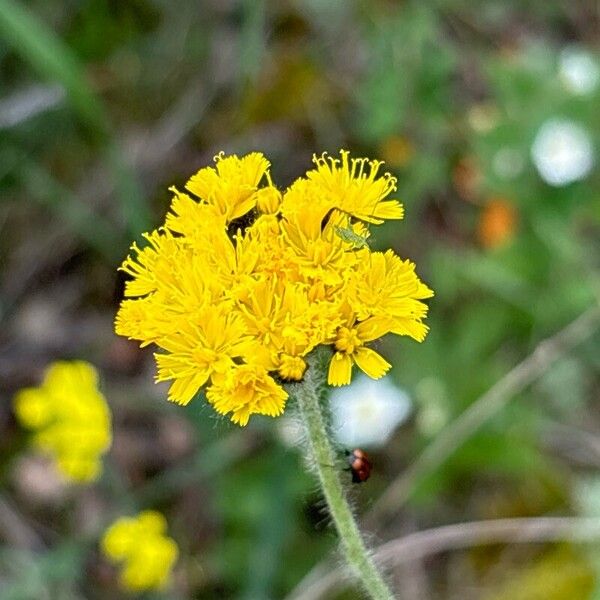 Pilosella cymosa (Pilosella cymosa)