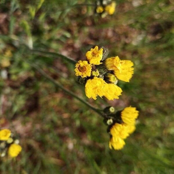 Pilosella cymosa (Pilosella cymosa)