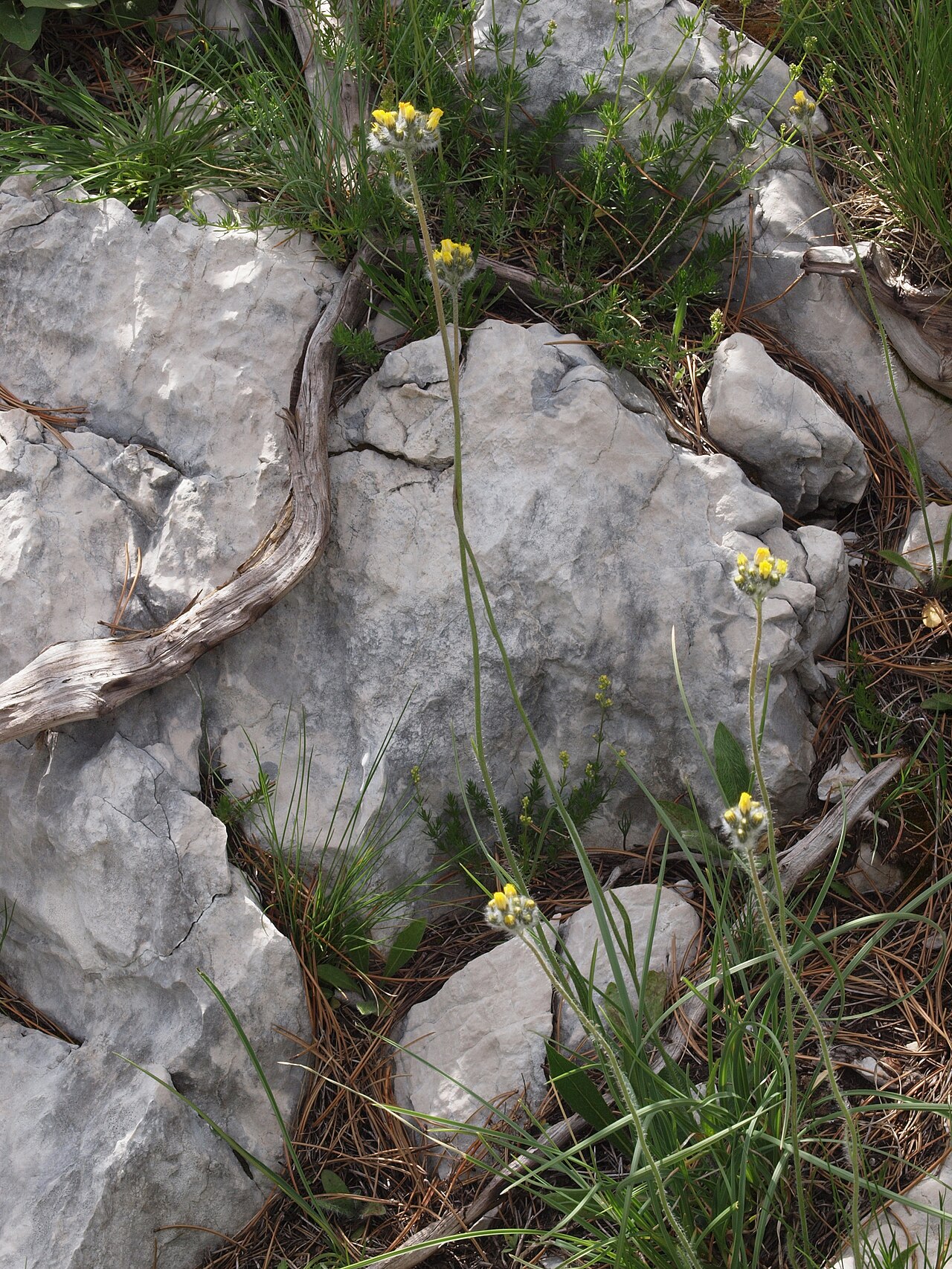 Pilosella cymosa: Hieracium cymosum subsp. sabinae