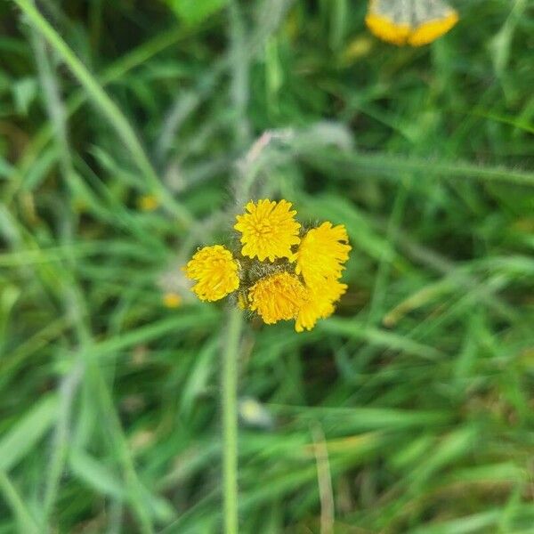 Pilosella cymosa (Pilosella cymosa)