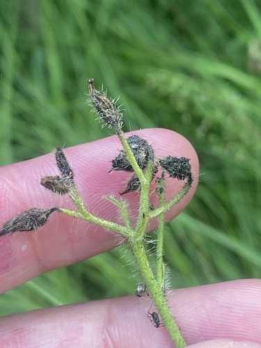 Pilosella cymosa (Pilosella cymosa)