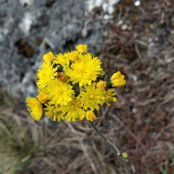 Pilosella cymosa (Pilosella cymosa)