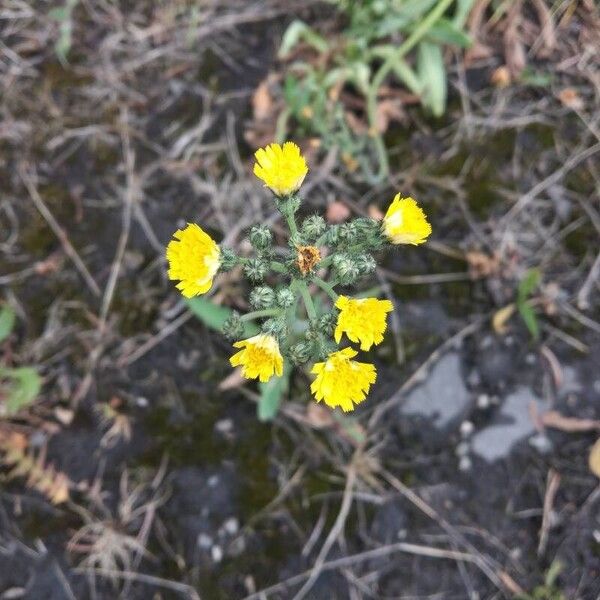 Pilosella cymosa (Pilosella cymosa)