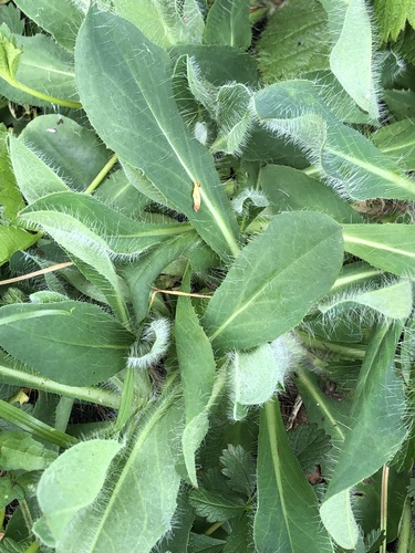 Shetland mouse-ear-hawkweed (Pilosella flagellaris)