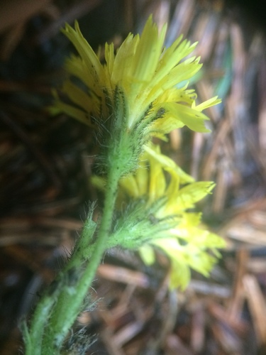 Shetland mouse-ear-hawkweed (Pilosella flagellaris)