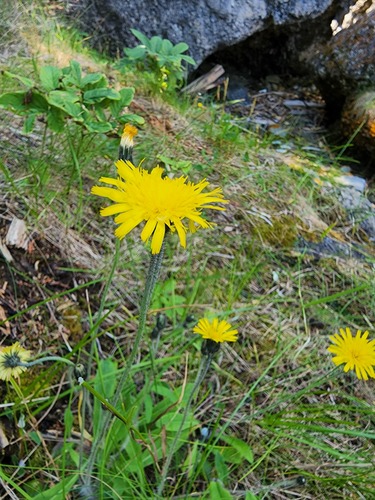 Shetland mouse-ear-hawkweed (Pilosella flagellaris)