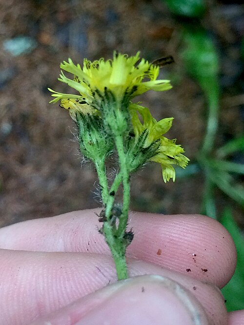 Shetland mouse-ear-hawkweed: Pilosella flagellaris (Spreading Mouse-Ear-Hawkweed) - Cookshire-Eaton, Quebec, Canada