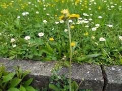 Shetland mouse-ear-hawkweed (Pilosella flagellaris)