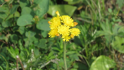 Icelandic hawkweed (Pilosella floribunda)