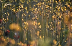 Icelandic hawkweed (Pilosella floribunda)