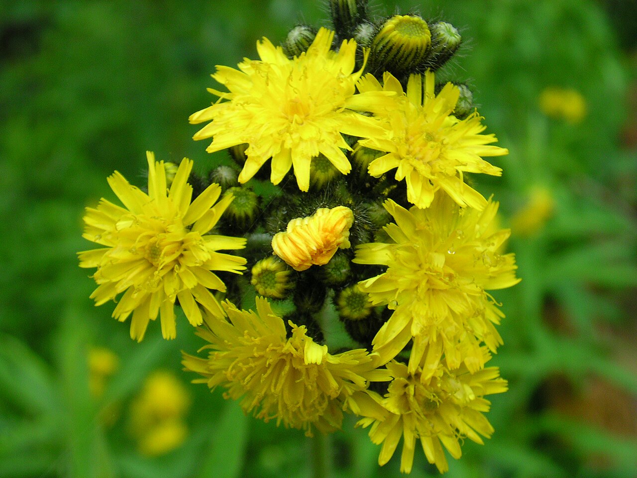 Icelandic hawkweed: Hieracium_floribundum_1