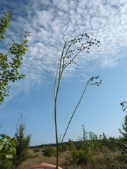 Icelandic hawkweed (Pilosella floribunda)