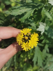 Icelandic hawkweed (Pilosella floribunda)
