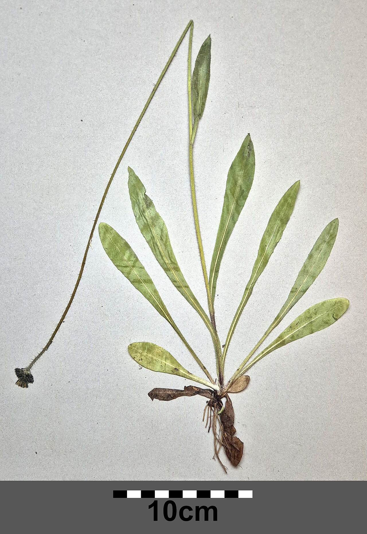 Icelandic hawkweed: Herbarium specimen (JACQ-SID 2382225) Taxonym: Pilosella floribunda ss Fischer et al. EfÖLS 2008 ISBN 978-3-85474-187-9 Location: Wood WSW of Heidenreichstein,