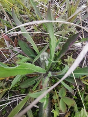 Icelandic hawkweed (Pilosella floribunda)