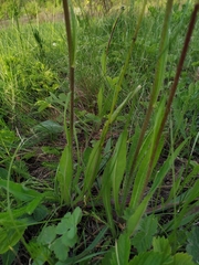 Icelandic hawkweed (Pilosella floribunda)