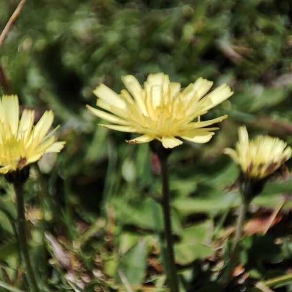 European hawkweed (Pilosella lactucella)