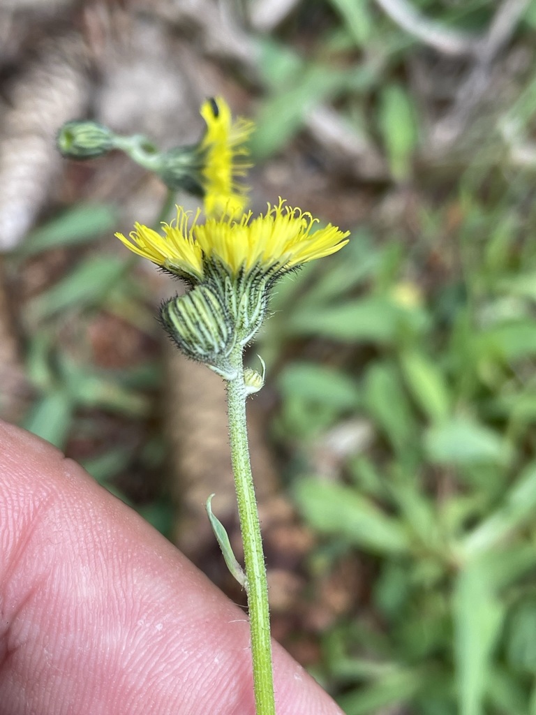 European hawkweed (Pilosella lactucella)