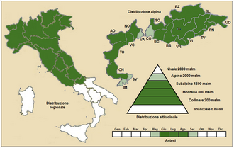 European hawkweed: Pilosella lactucella - Distribuzione